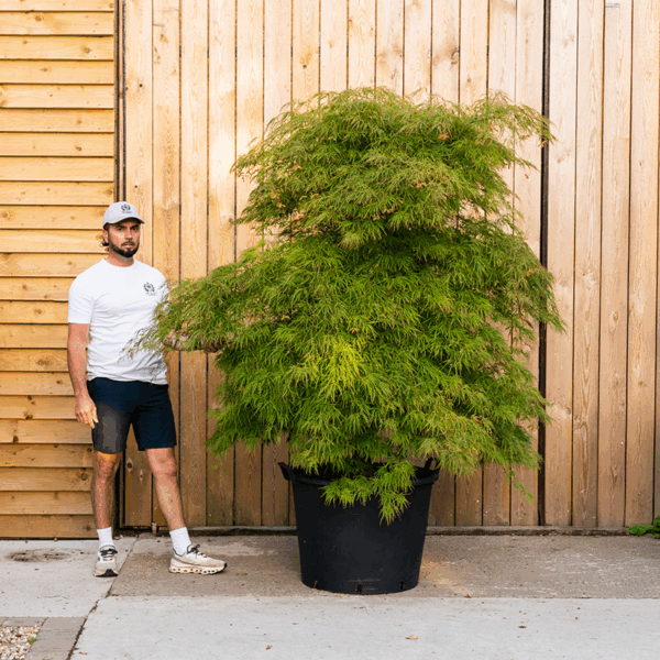 Acer palmatum ‘Dissectum’