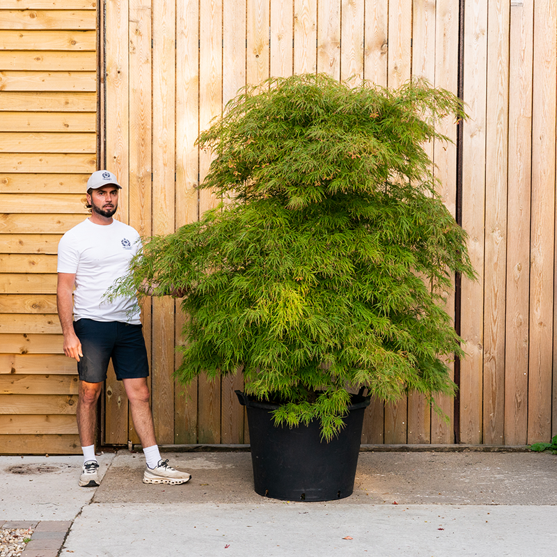Acer palmatum ‘Dissectum’
