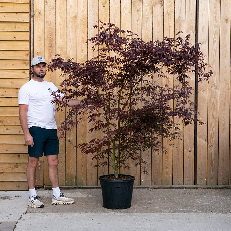 Acer palmatum ‘Sumi-nagashi’