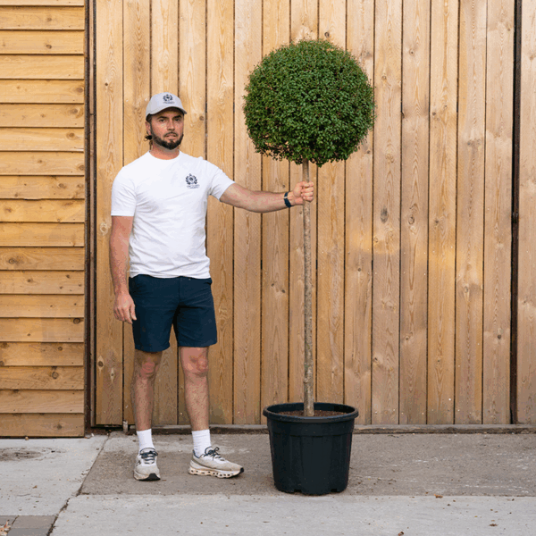 Ligustrum Standard (Lollipop Privet) 62