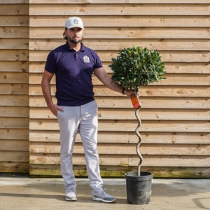small spiral Bay tree OrchardNurseries-9.jpg