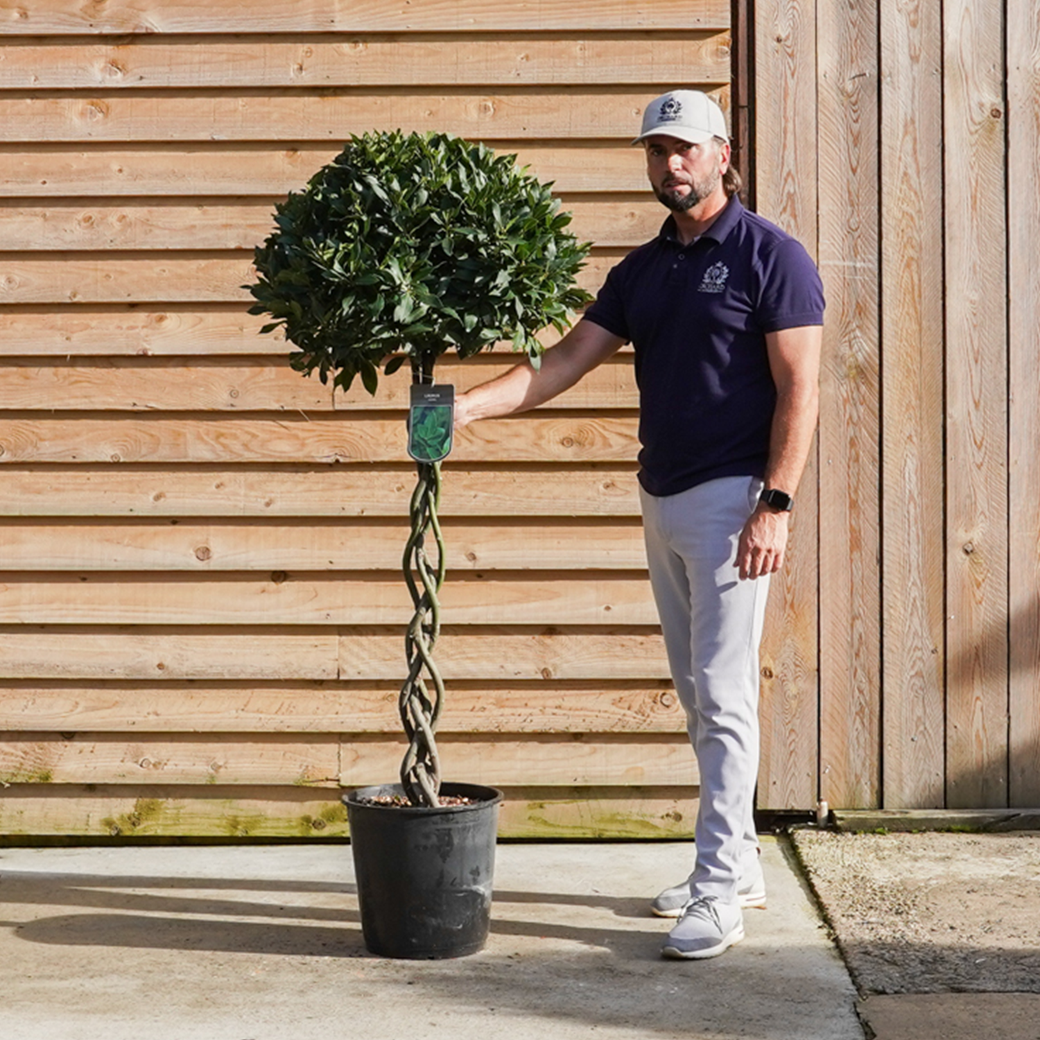 standard plaited stemOrchardNurseries EPT-28.jpg