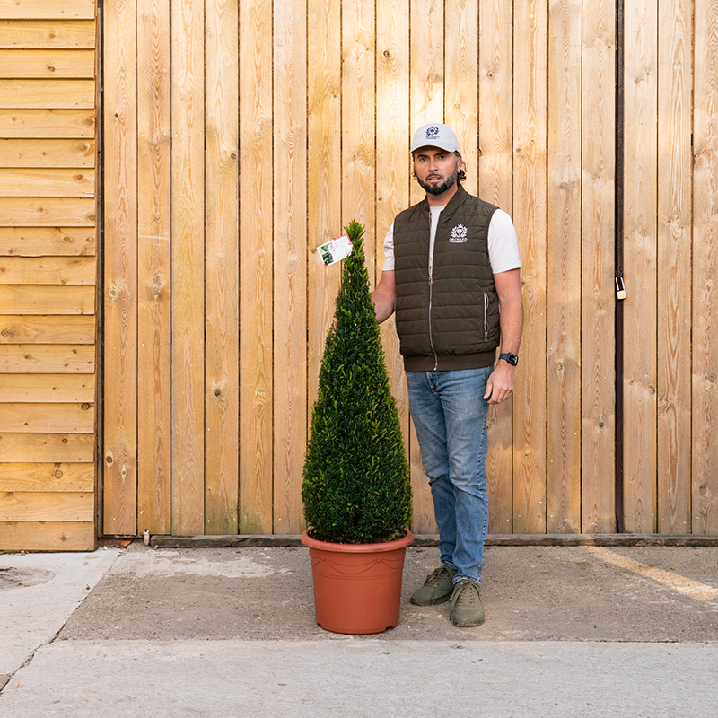 Topiary Taxus Yew Cone -133