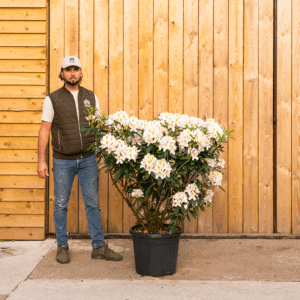 Rhododendron (White or Pink)-173