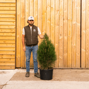 Pinus nigra ‘Green Tower’-184