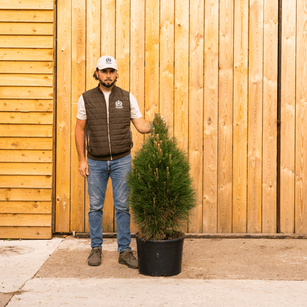Pinus nigra ‘Green Tower’-184