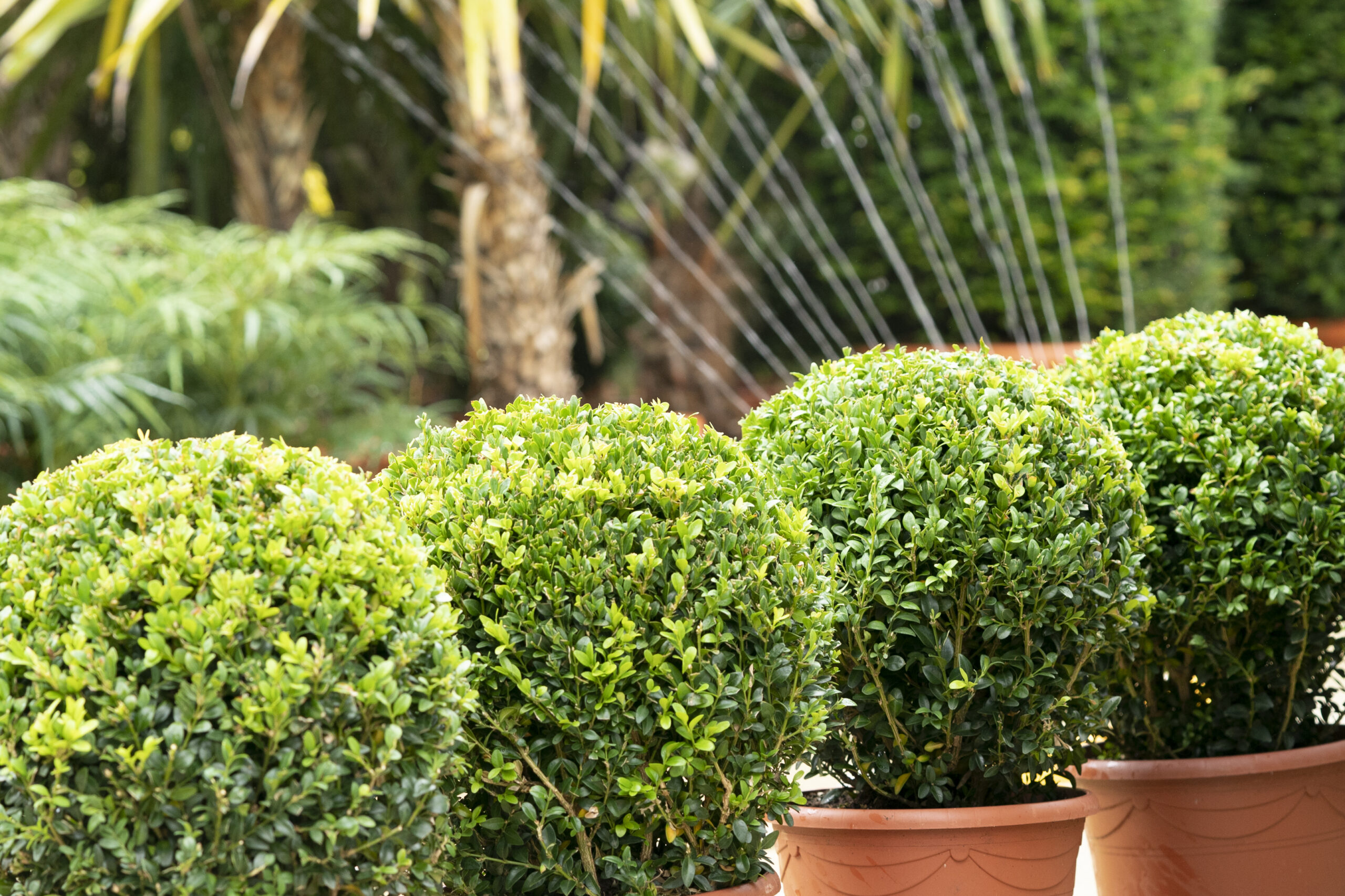 ORCHARD NURSERIES Topiary.32