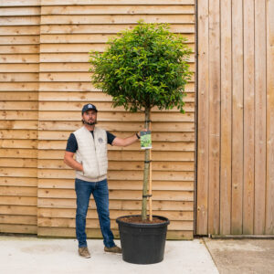 OrchardNurseries.Portuguese Laurel-4