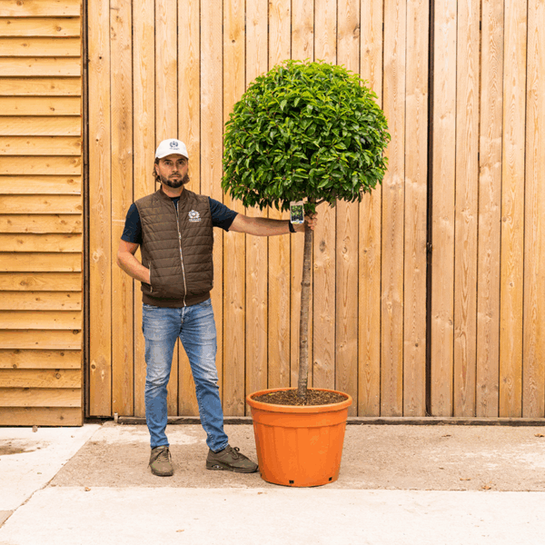 Portuguese Laurel SML-228