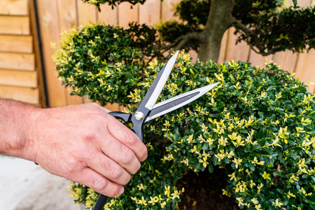 topiary evergreen magic for gardens