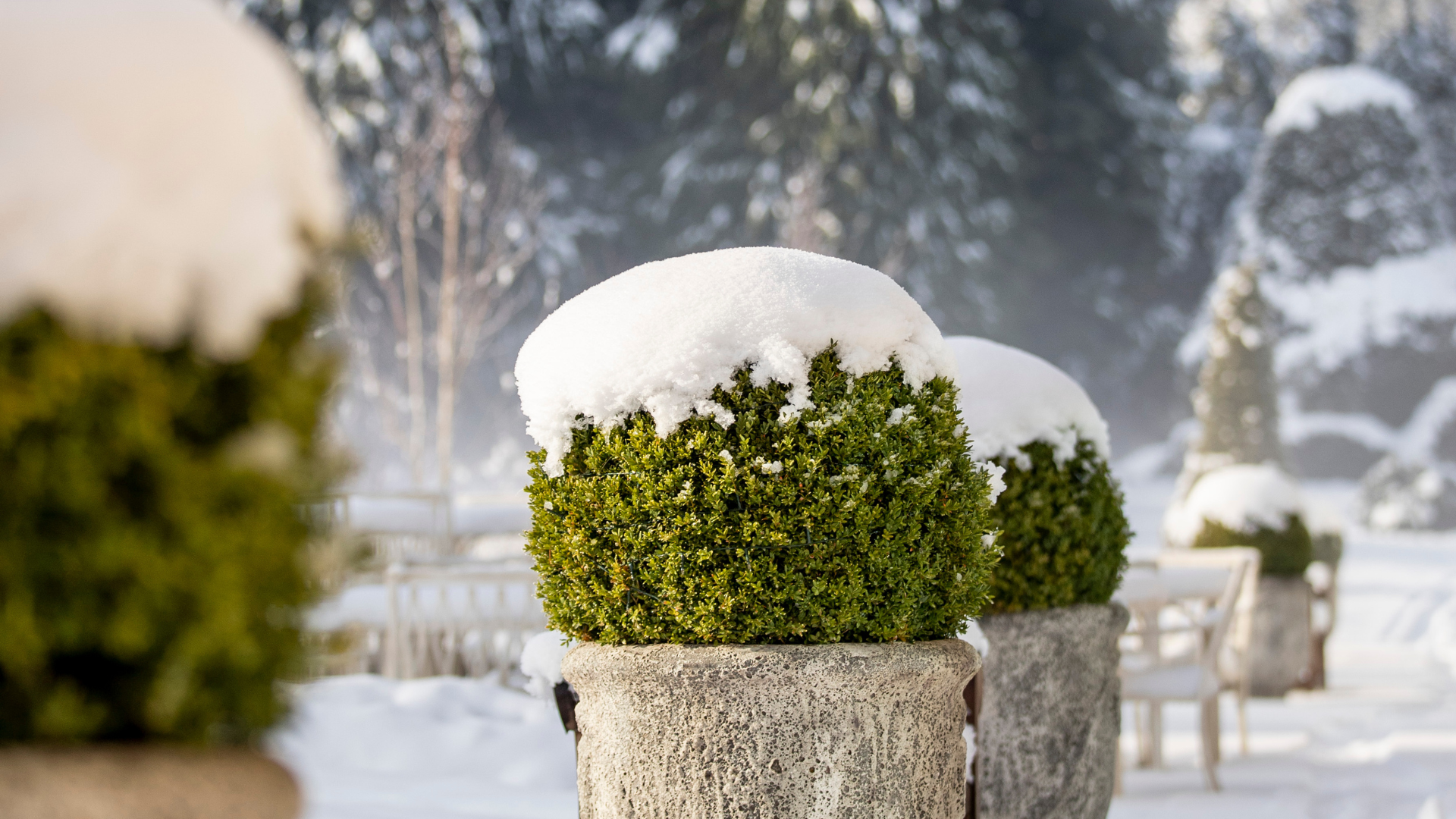 orchardNurseries.JanuarySale2026