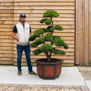 Ilex Crenata Bonsai Cloud Tree-29