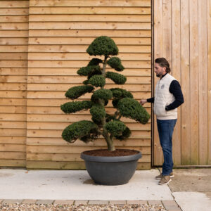 ORCHARD NURSERIES BonsaiCloudTree100