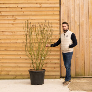 ORCHARD NURSERIES Syringa Vulgaris MUlti Stem 75