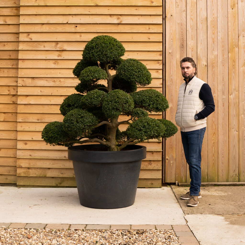 ORCHARD NURSERIESBonsai Cloud Tree88