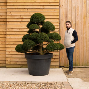 ORCHARD NURSERIESBonsai Cloud Tree88