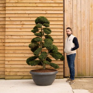 ORCHARD NURSERIESIlexCrenataBonsaiCloud78