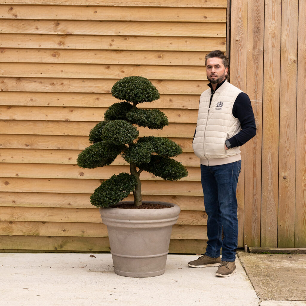 ORCHARD NURSERIESIlexbonsai19