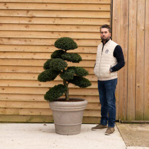ORCHARD NURSERIESIlexbonsai19