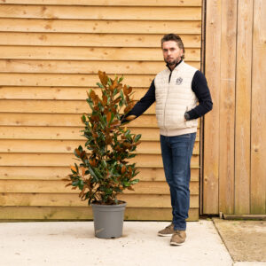 ORCHARD NURSERIESMagnoliagrandiflora57