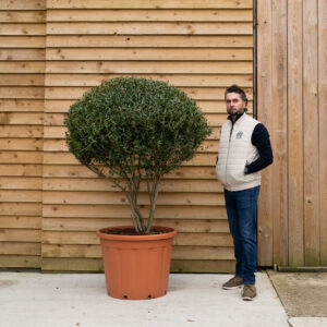 ORCHARD NURSERIESPhillyrea Angustifolia10