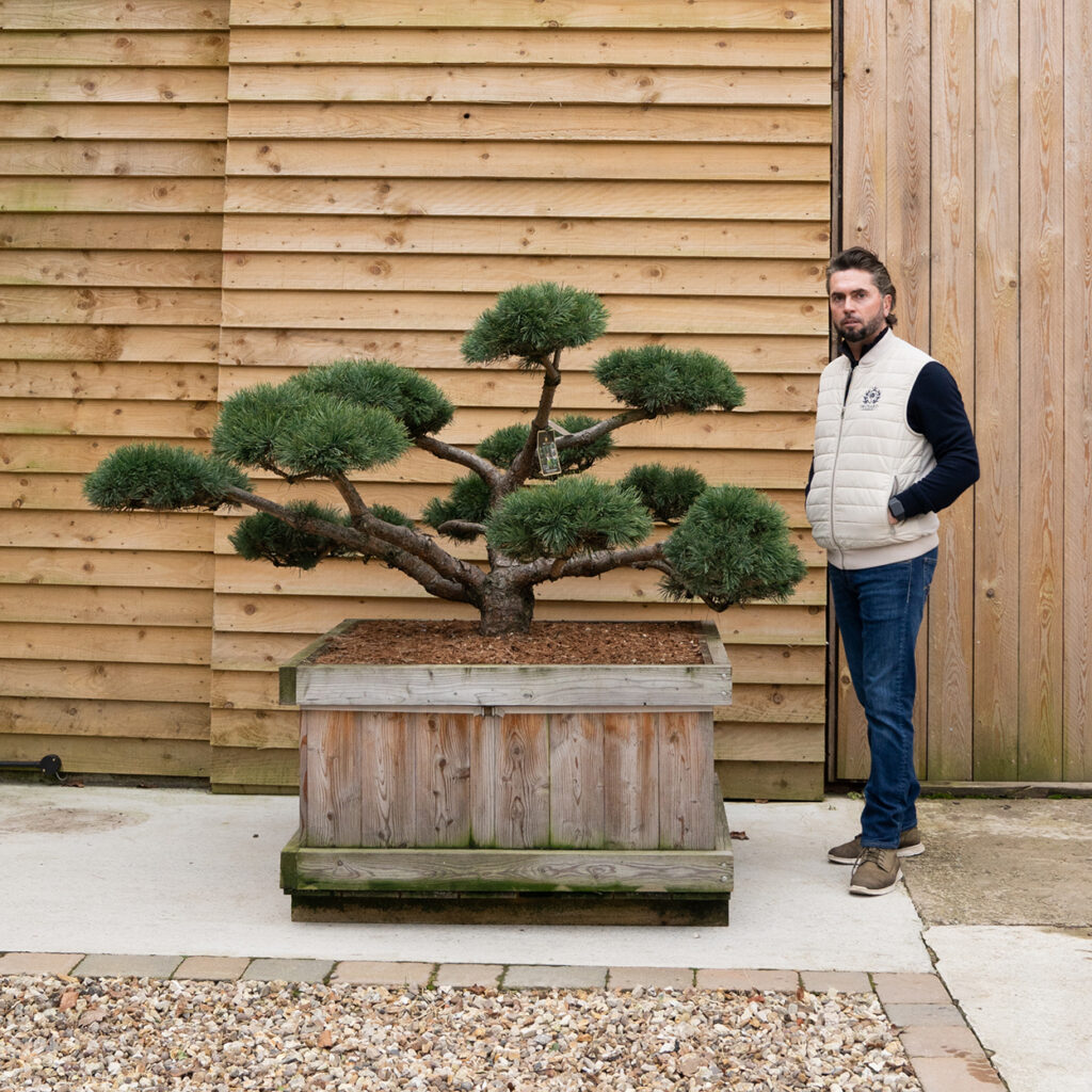 ORCHARD NURSERIESPinus Sylvestris Repens 4