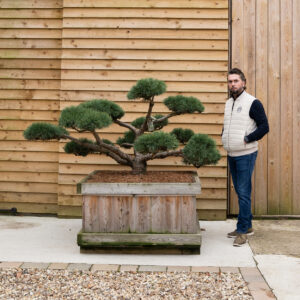 ORCHARD NURSERIESPinus Sylvestris Repens 4