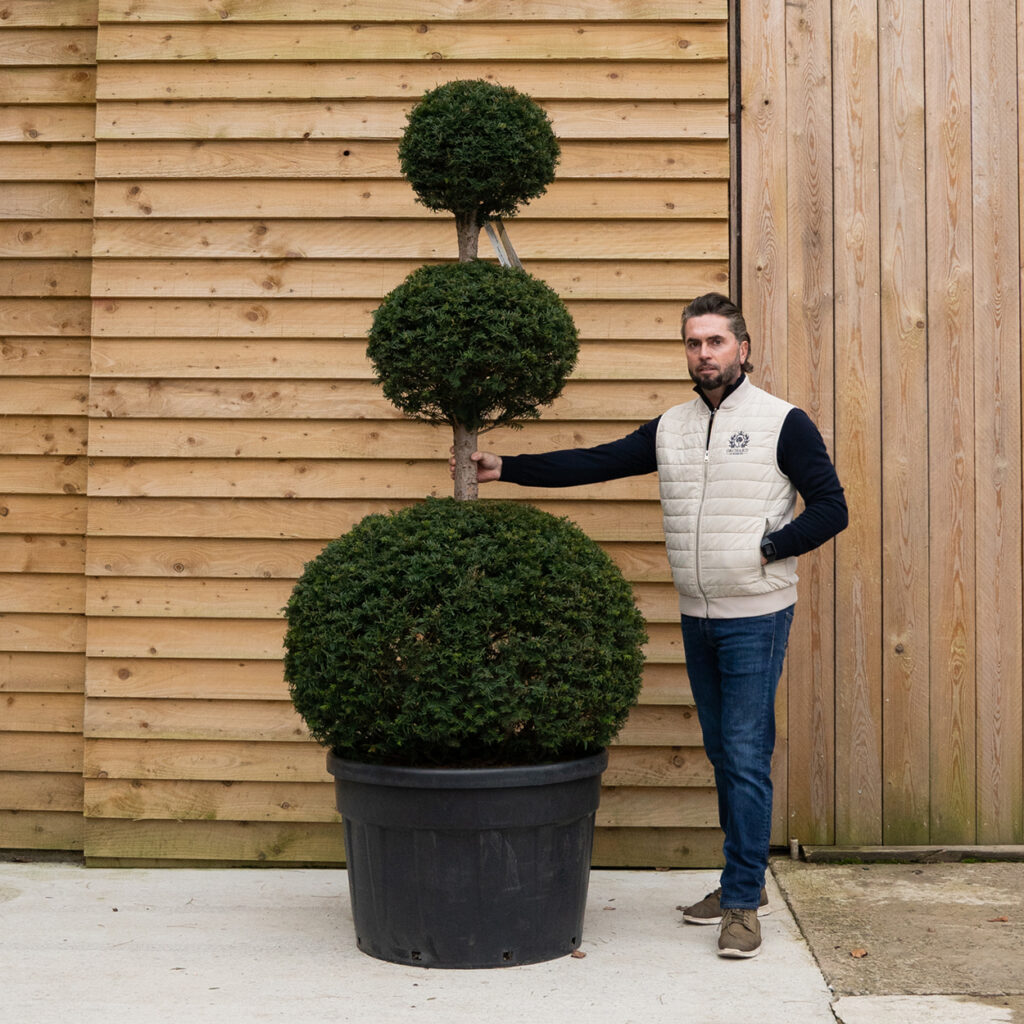 ORCHARD NURSERIESTaxus (yew) triple ball12