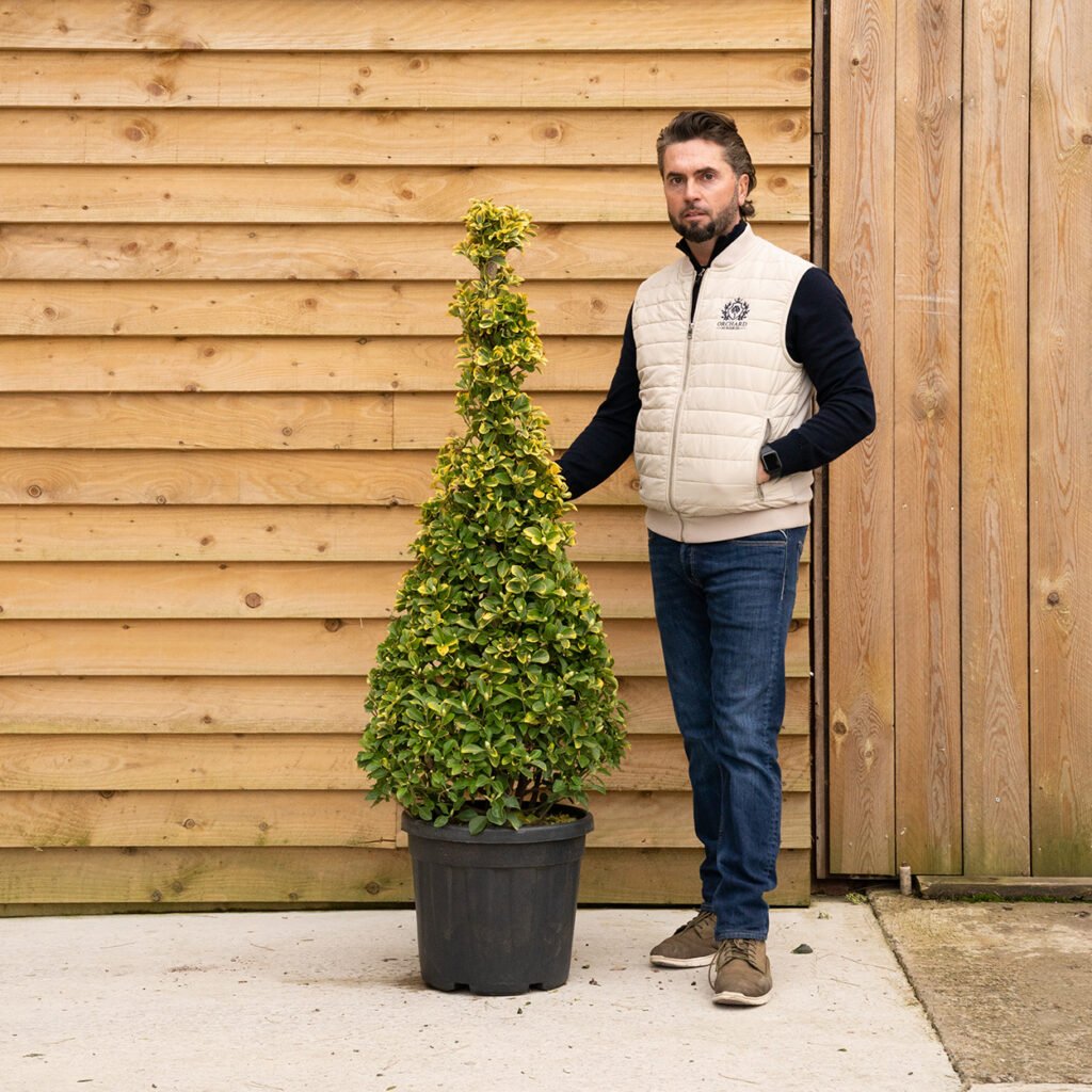 ORCHARDNURSERIES Euonymus Japonica 40