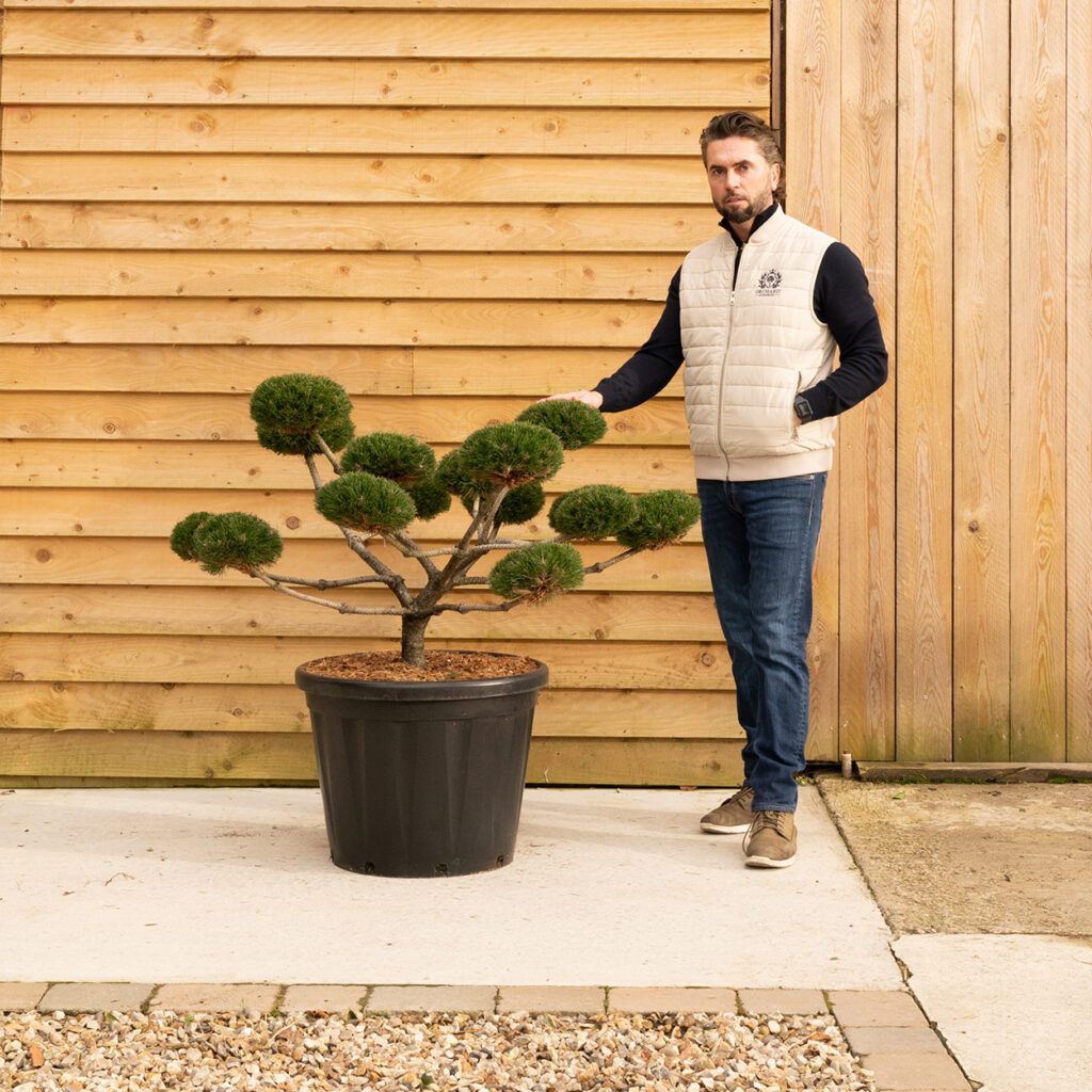 ORCHARDNURSERIES.Pinus.NigraBrepo-70