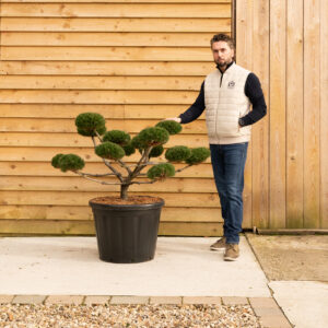 ORCHARDNURSERIES.Pinus.NigraBrepo-70