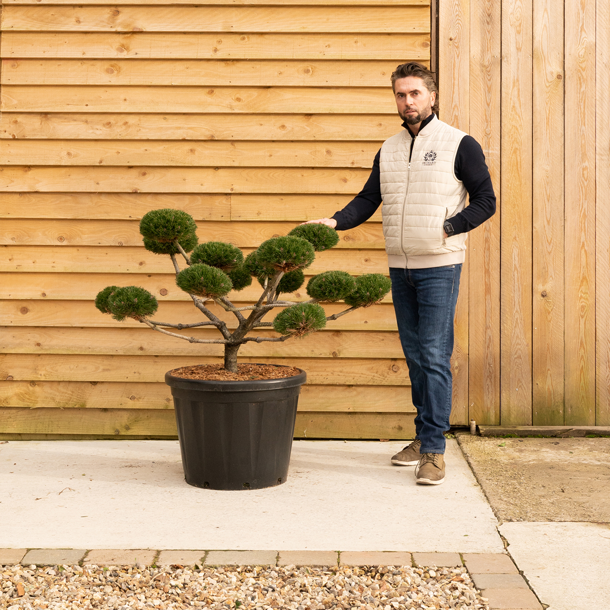 ORCHARDNURSERIES.Pinus.NigraBrepo-70