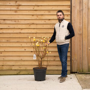 ORCHARDNURSERIESEdgeworthiaGrandiflora 43