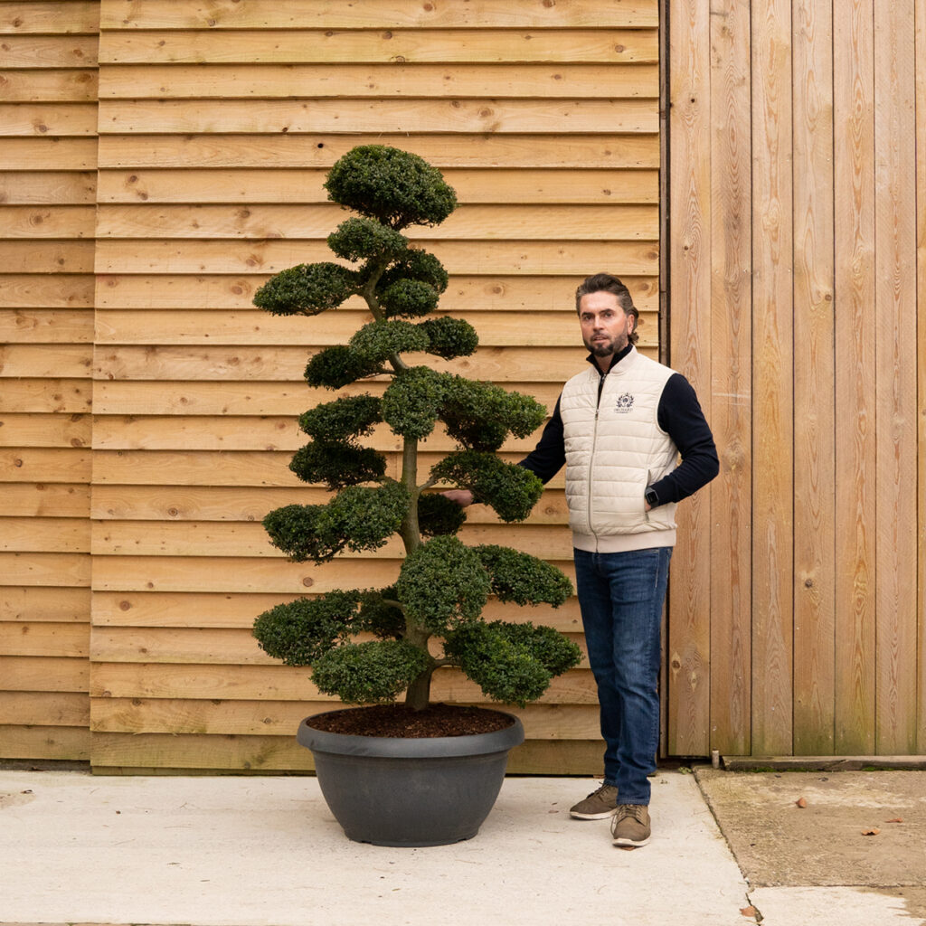 ORCHARDNURSERIESIlexCrenataCloudTree3