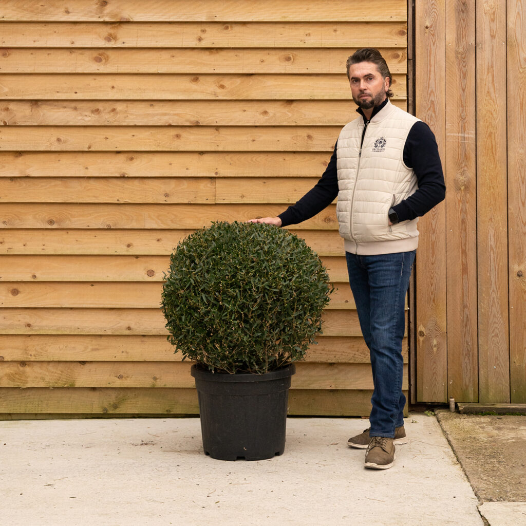 ORCHARDNURSERIESPhillyrea augustifolia ball 34