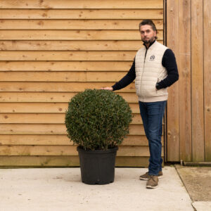 ORCHARDNURSERIESPhillyrea augustifolia ball 34