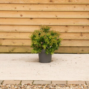 ORCHARDNURSERIESPieris Japonica Sarabande 46