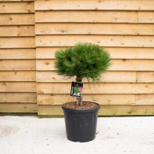 ORCHARDNURSERIESPinusNigraMarieBregeon154