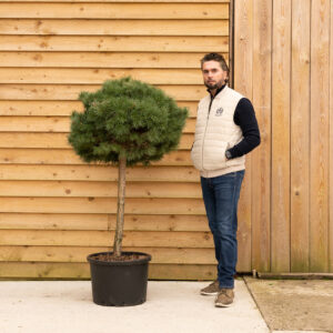 ORCHARDNURSERIESPinusSylvestrisSandringham67