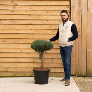 ORCHARDNURSERIESPinusSylvestrisWatereri53