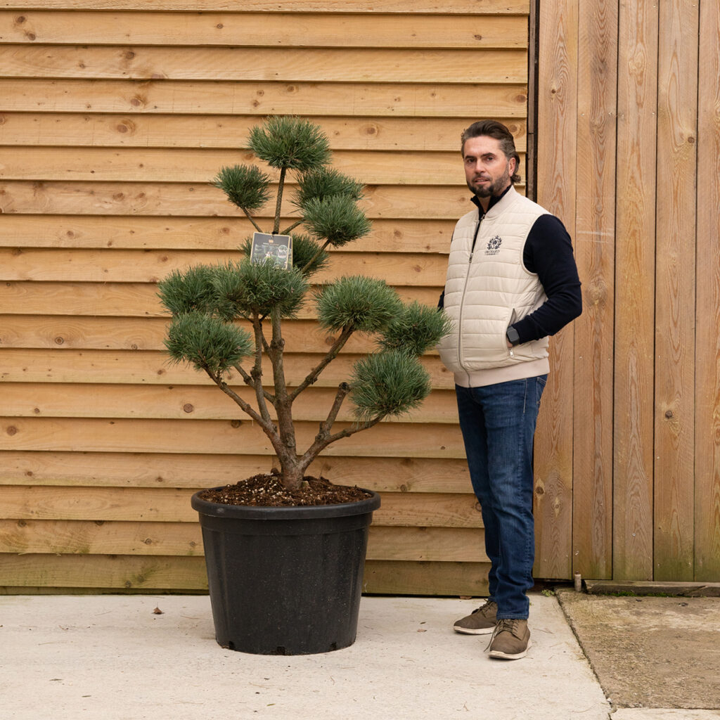 ORCHARDNURSERIESPinusSylvestrisWatereri6