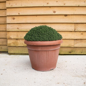 ORCHARDNURSERIESThymus vulgaris144