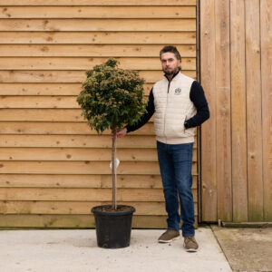 ORCHARDNURSERIESTinusVibernum35