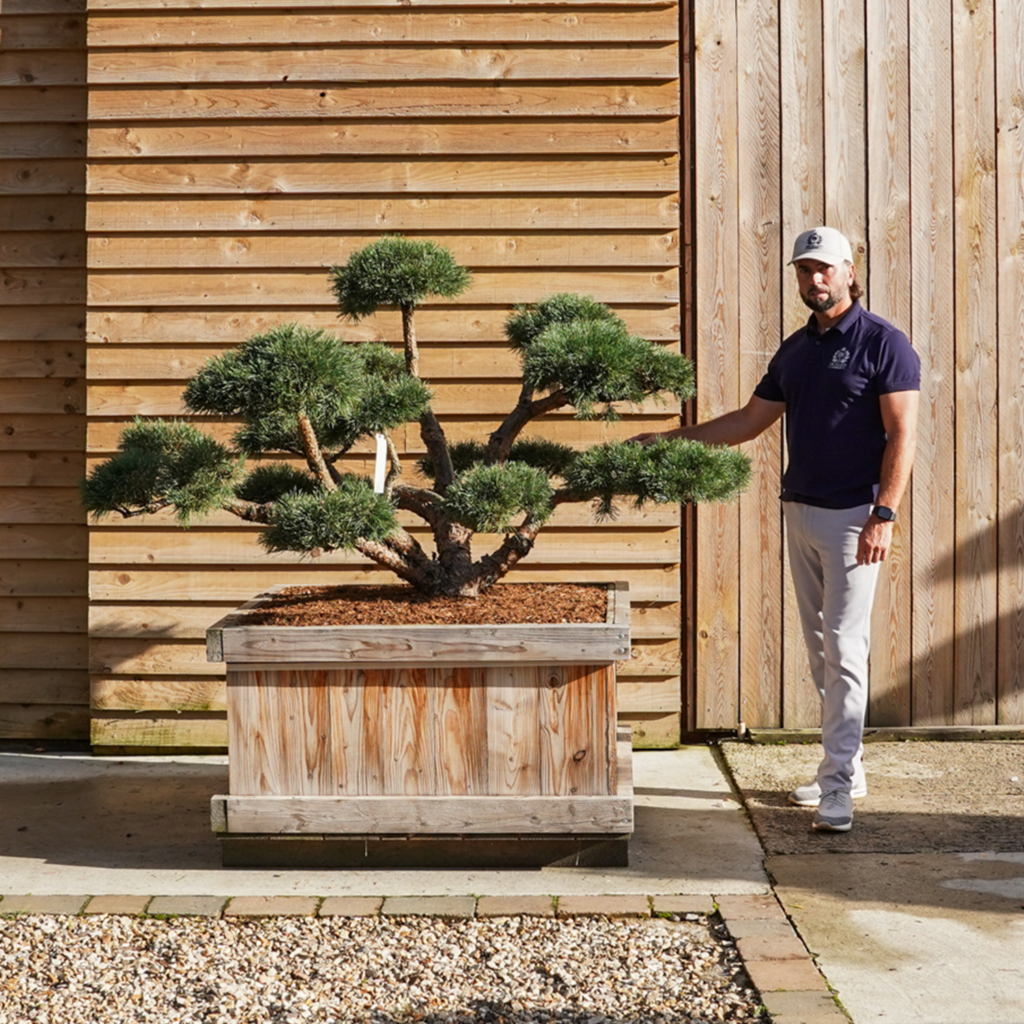 OrchardNurseries.CloudTreeBonsai