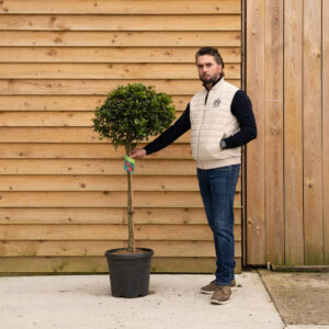 rORCHARD NURSERIESIIexAquifolium37