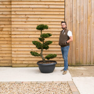 ORCHARD NURSERIES.PinusMungoGnom CLOUD TREE