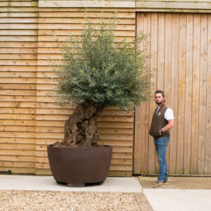 ORCHARD NURSERIES_OliveTree_35
