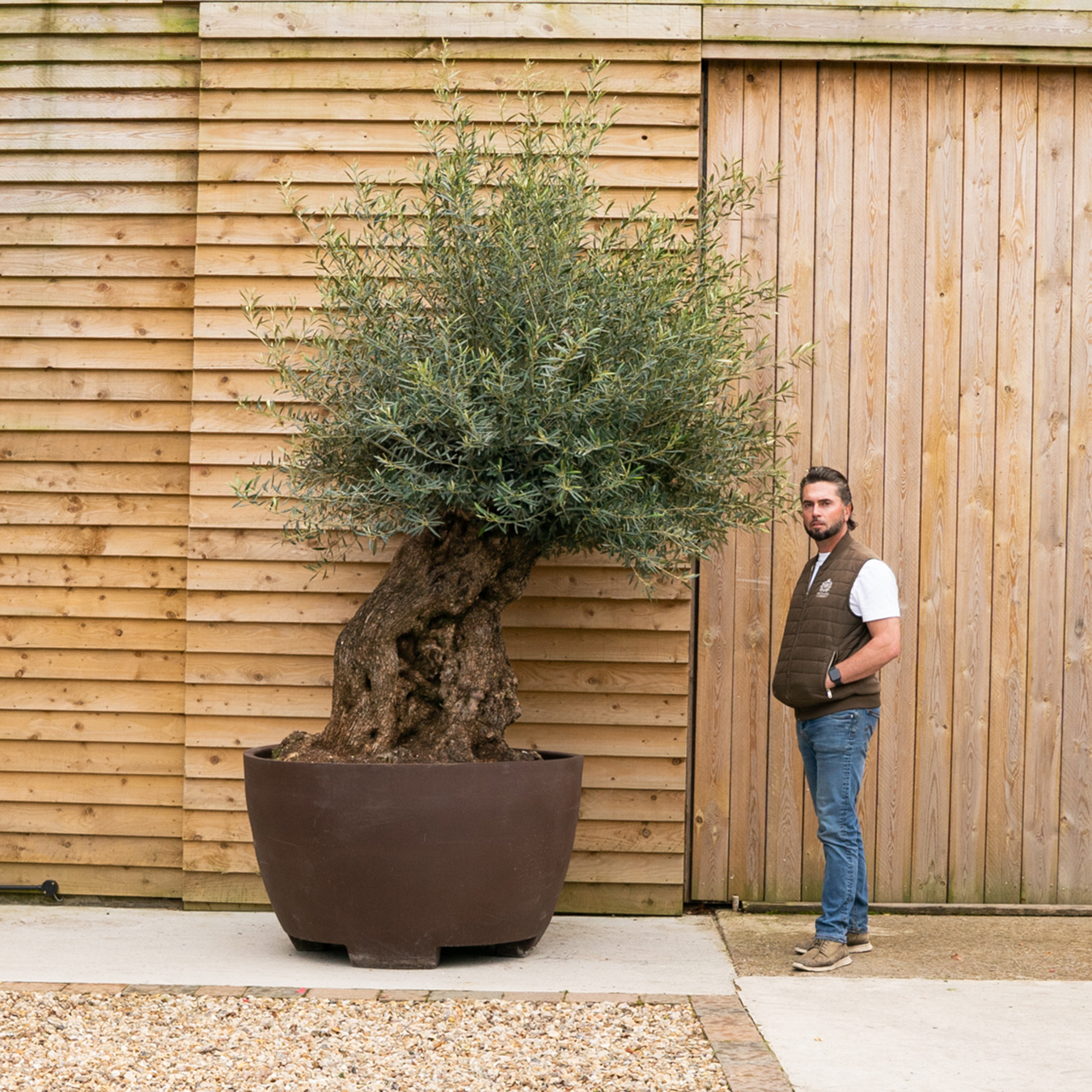ORCHARD NURSERIES_OliveTree_35