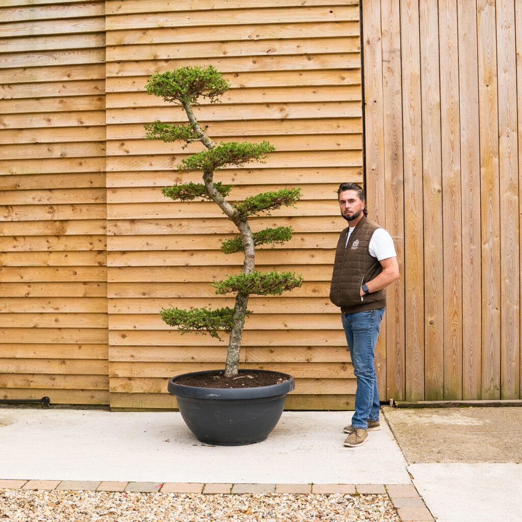 ORCHARDNURSERIES Larix Kaempferi Cloud Tree13