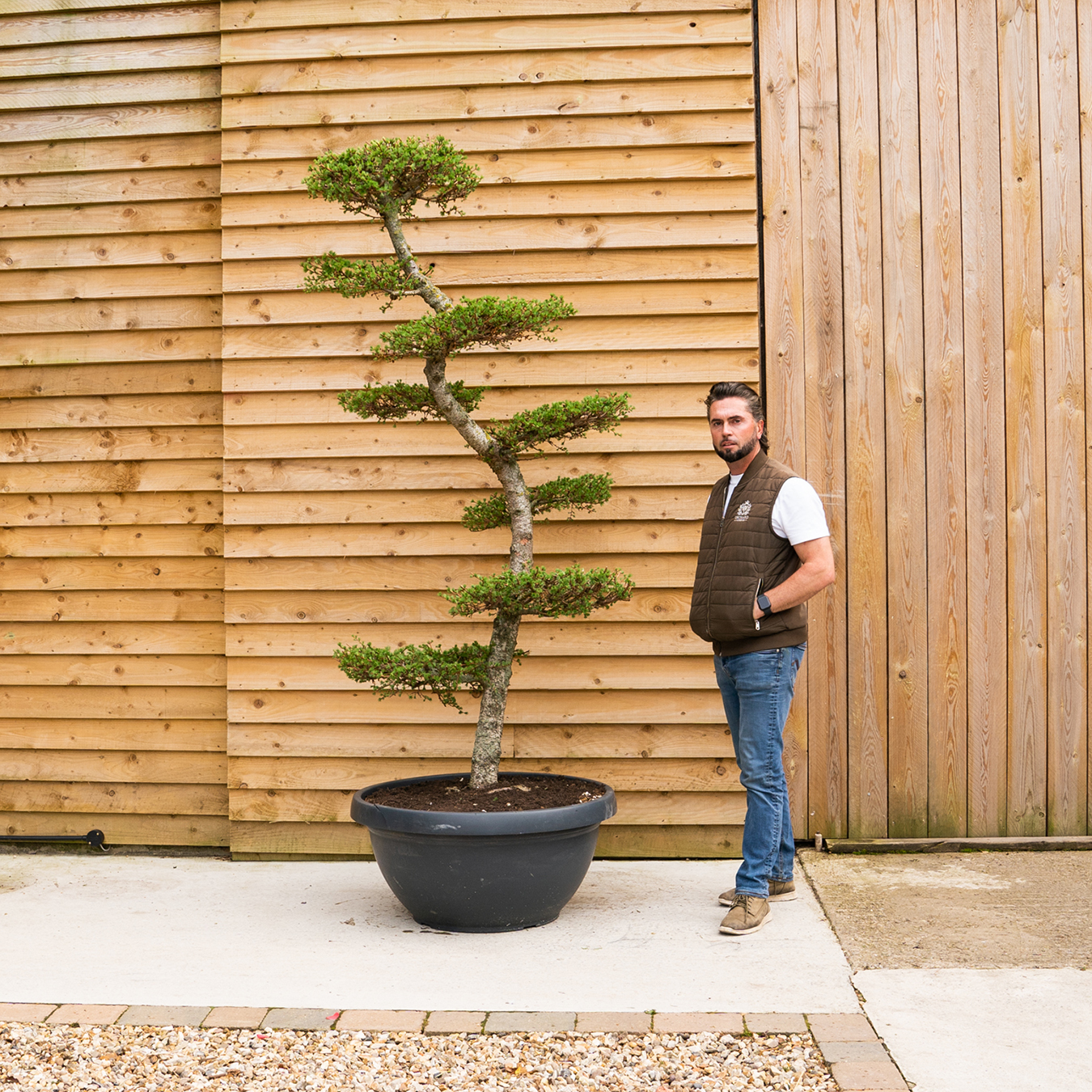 ORCHARDNURSERIES Larix Kaempferi Cloud Tree13